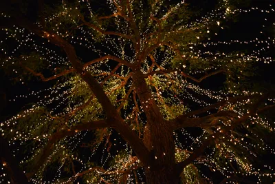 DSC_5813 (Large).JPG